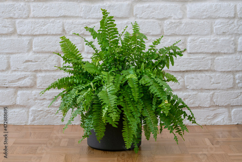 Obraz na plátně Beautiful Boston ferns or Green Lady houseplant on floor by brick wall in room