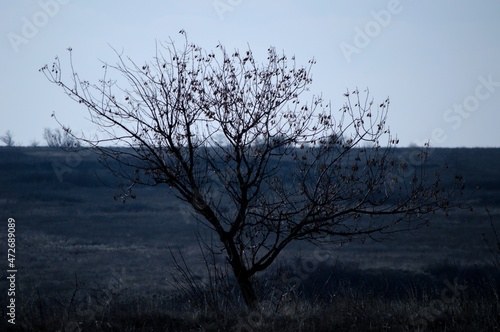 tree in the fog