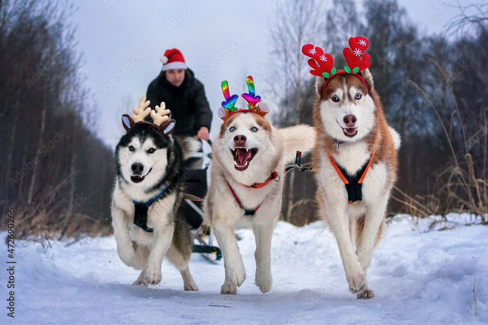 Three huskies with deer antlers in sled Three huskies with deer antlers in sled