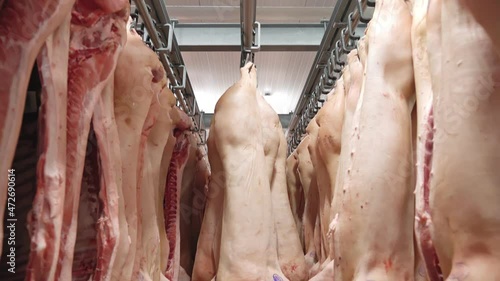 Motion of fresh raw meat hanging on big metal hooks in track in empty white room. Red animal carcases with skin ready for cutting in cold storage indoors. Concept of butchering, slaughtering. photo