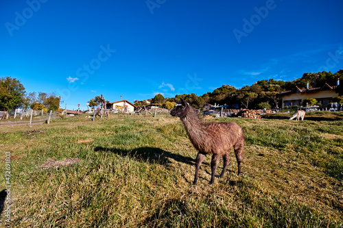 llama, alpaca Andean landscape, ecuadorian blue sky