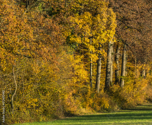 Herbstwald im Goldenen Oktober