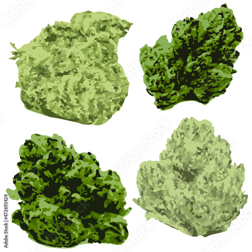Digitally drawn hemp and cannabis nugs isolated with transparent background.