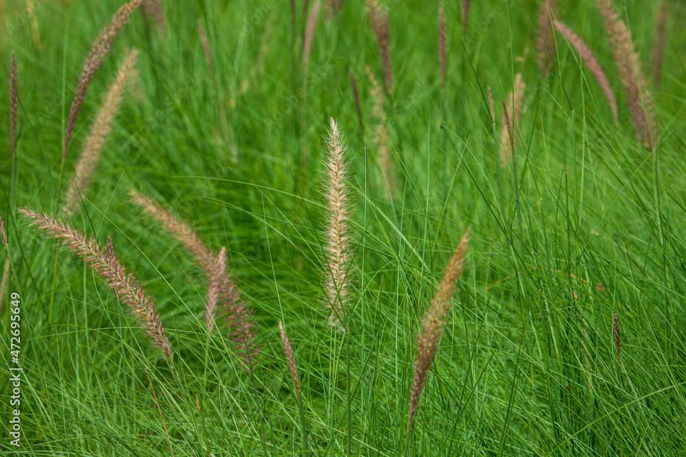 Wild field of grass on sunlight, exuberant green, warm toning. Wild field of grass on sunlight, exuberant green, warm toning.