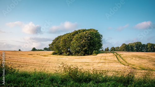 Landscape of agriculture field and three in the middle. Clear sunny day  Danmark.