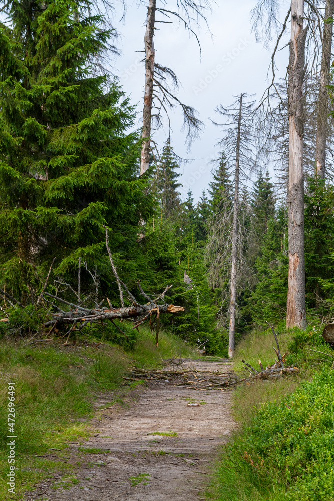 Fototapeta premium Nationalpark Harz Oderteich bei Braunlage