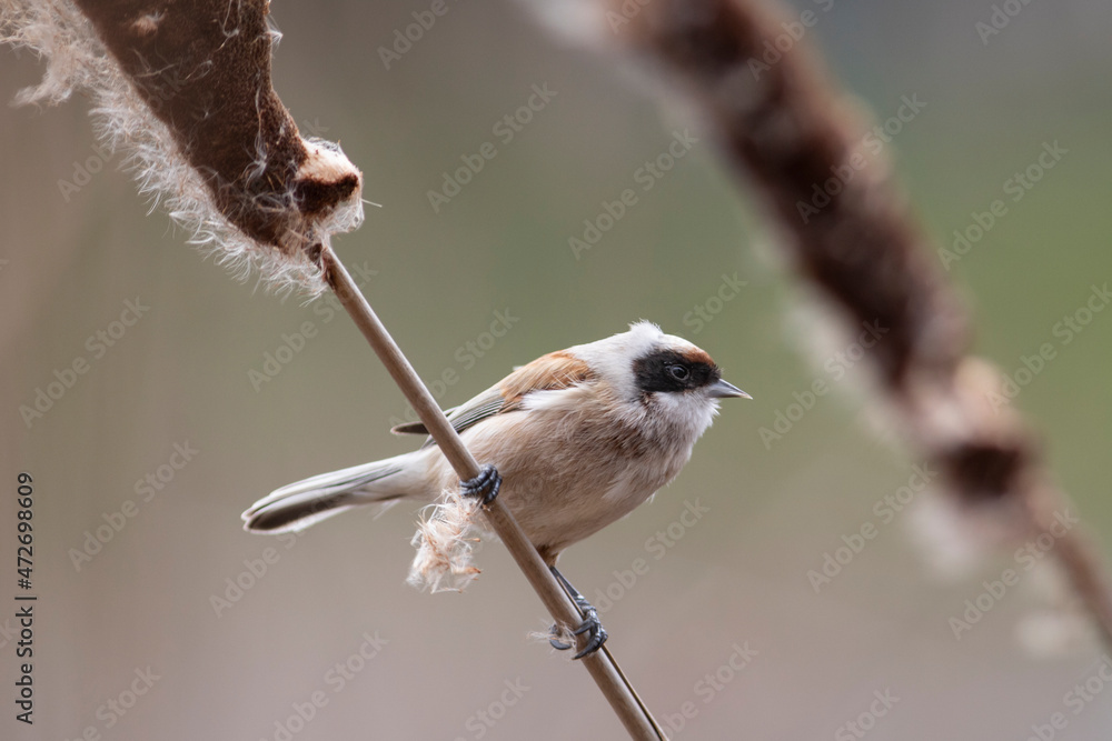 Obraz premium rémiz penduline 
