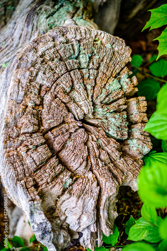 tree at a forest - photo © fottoo