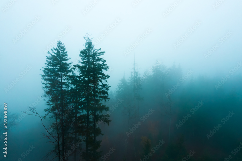 Dark and spooky silhouettes of trees in the forest in the morning fog Dark and spooky silhouettes of trees in the forest in the morning fog