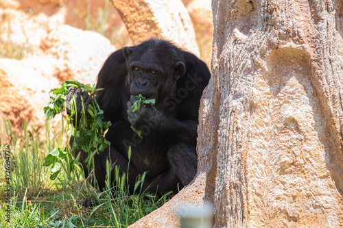 A gorilla is relaxing at the zoo photo