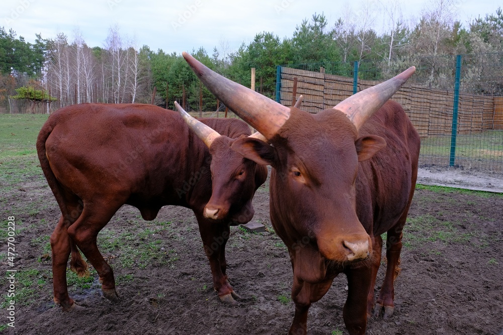 Two brown watusi bulls with large horns graze in a farm-style recreational park. Concept: Farming, animal husbandry, inseminators. horizontal photo Two brown watusi bulls with large horns graze in a farm-style recreational park. Concept: Farming, animal husbandry, inseminators. horizontal photo