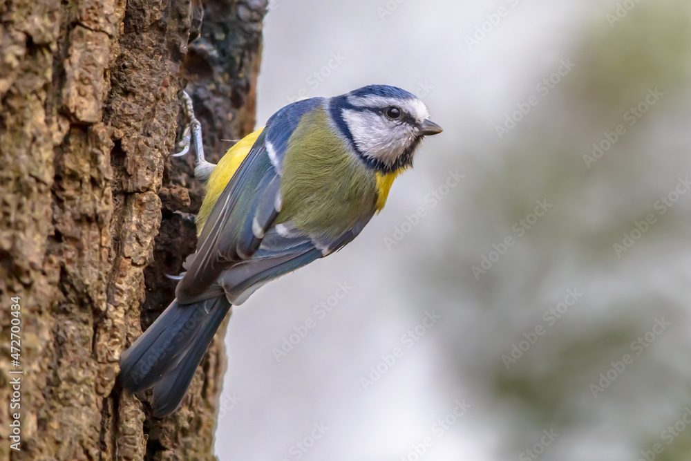 Eurasian Blue Tit perched on log looking for food Eurasian Blue Tit perched on log looking for food