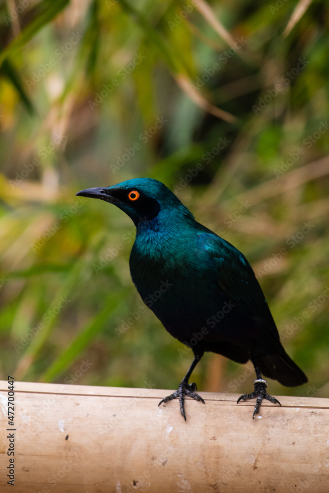 Obraz premium Birds at the zoo