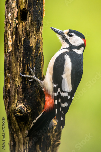 Great spotted woodpecker in portrait photo