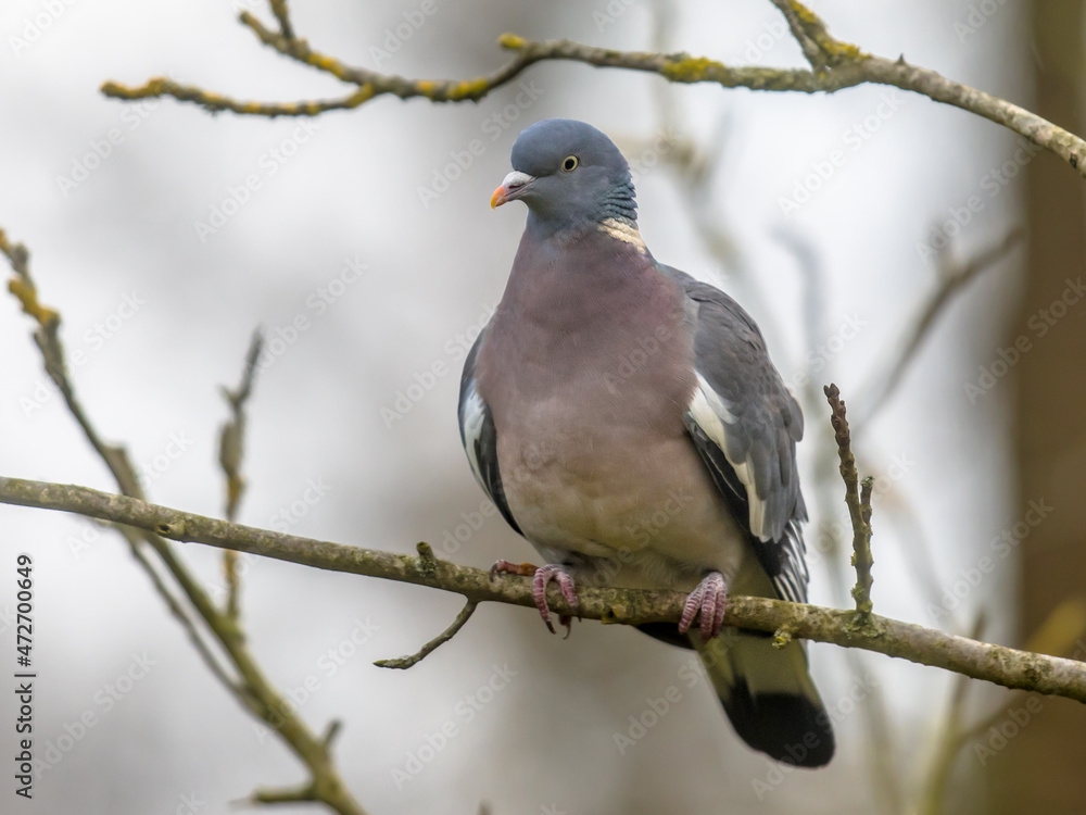 Wood pigeon perched on branch Wood pigeon perched on branch