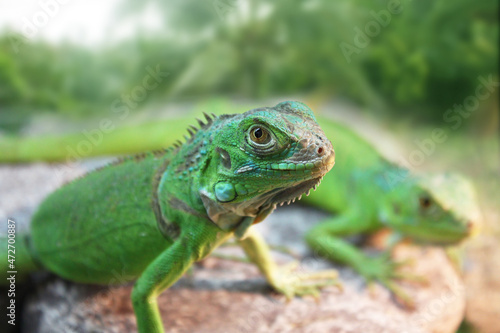 Green Iguana resting on a stone