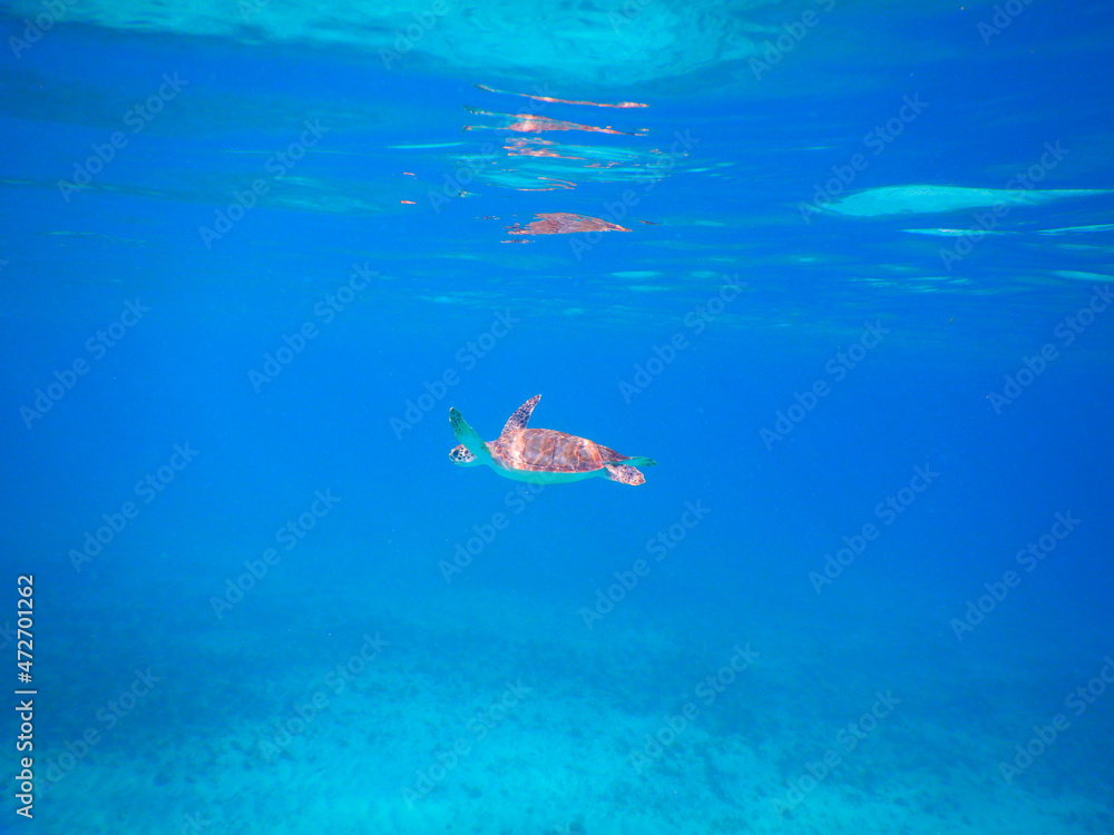 Turtle swimming in Caribbean sea