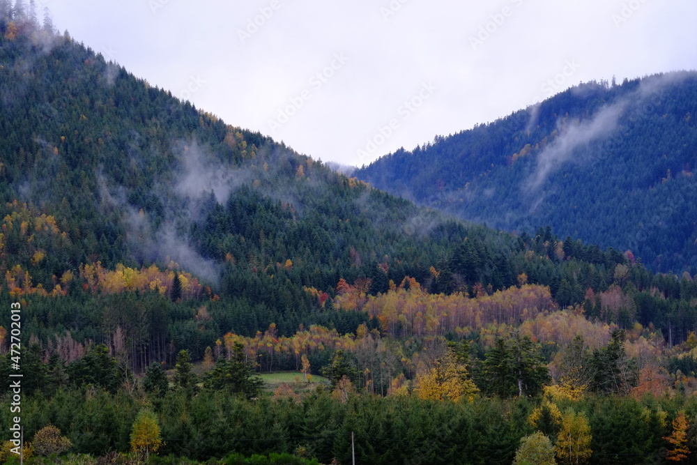 A view of the forest in autumn. October 2021, Vosges district, France.