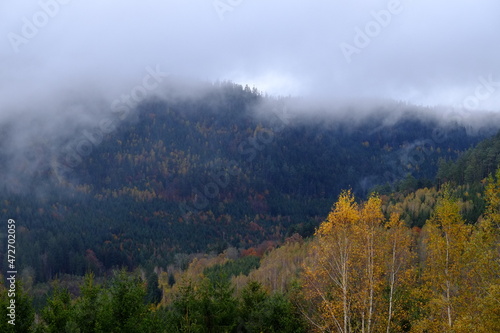 A view of the forest in autumn. October 2021, Vosges district, France.