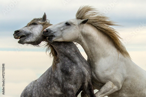 Europe  France  Provence  Camargue. Two stallions fighting.