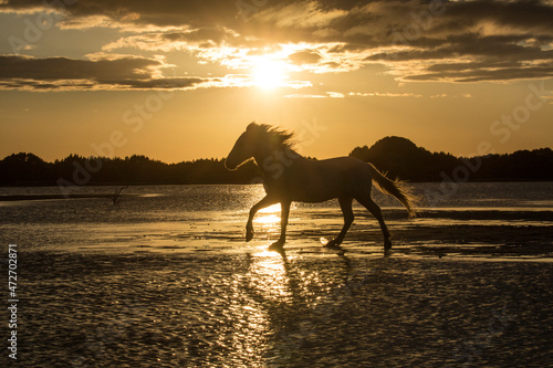 Europe, France, Provence, Camargue. Camargue horse walking in water at sunrise.
