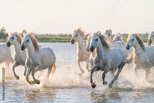 Fototapeta Naklejka Na Ścianę i Meble -  Europe, France, Provence. Camargue horses running in water.
