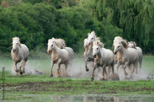 Europe, France, Provence. Camargue horses running in water.