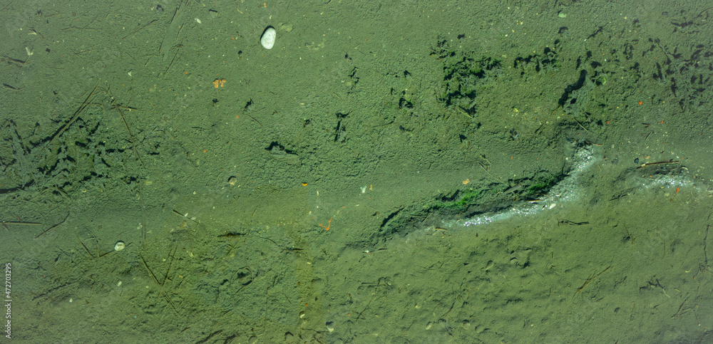 Natural green abstract background. Seabed of puddle with algae seen through clear water.