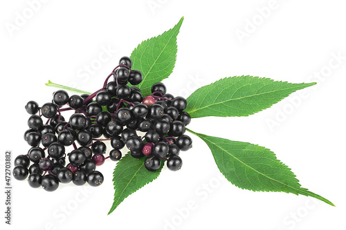 Black elderberry fruits and green leaves isolated on a white background, Sambucus. European black elderberry.