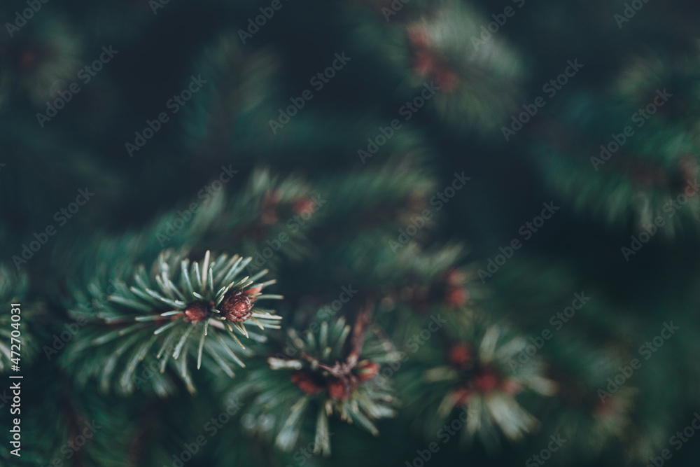 Beautiful Christmas Background with green pine tree brunch close up. Copy space, trendy moody dark toned design for seasonal quotes. Vintage December wallpaper. Natural winter holiday forest backdrop Beautiful Christmas Background with green pine tree brunch close up. Copy space, trendy moody dark toned design for seasonal quotes. Vintage December wallpaper. Natural winter holiday forest backdrop