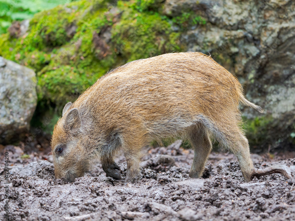 Young boar, piglet. Wild Boar (Sus scrofa) in Forest. National Park Bavarian Forest, enclosure. Europe, Germany, Bavaria Young boar, piglet. Wild Boar (Sus scrofa) in Forest. National Park Bavarian Forest, enclosure. Europe, Germany, Bavaria
