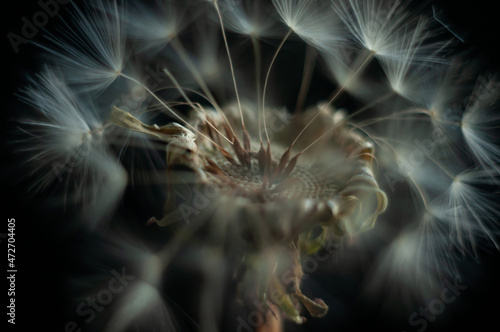 Macro of dandelion crown on deep dark background. Close up dandelion with drop on dark backround. Macro photo of drop on dandelion. photo