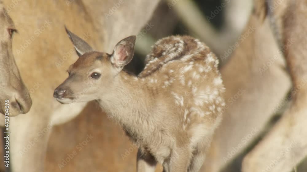 red deer rutting season in germany red deer rutting season in germany
