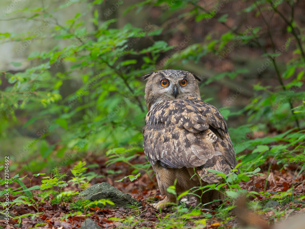 Eurasian eagle-owl (Bubo bubo). National Park Bavarian Forest, enclosure. Europe, Germany, Bavaria Eurasian eagle-owl (Bubo bubo). National Park Bavarian Forest, enclosure. Europe, Germany, Bavaria