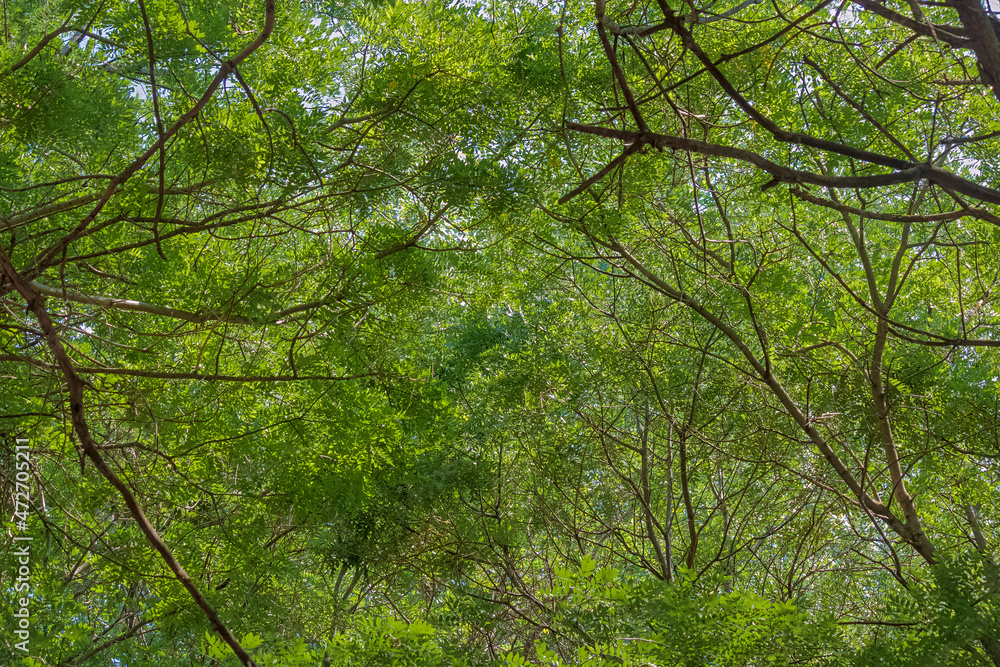 An Exuberant Interweaving of Branches and Foliage of Trees Formed a Kind of Green Embossed Dome An Exuberant Interweaving of Branches and Foliage of Trees Formed a Kind of Green Embossed Dome