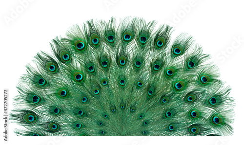 Fotografia Beautiful bright peacock feathers on white background