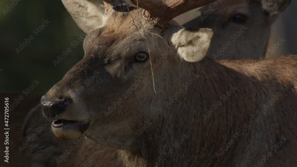 red deer rutting season in germany red deer rutting season in germany