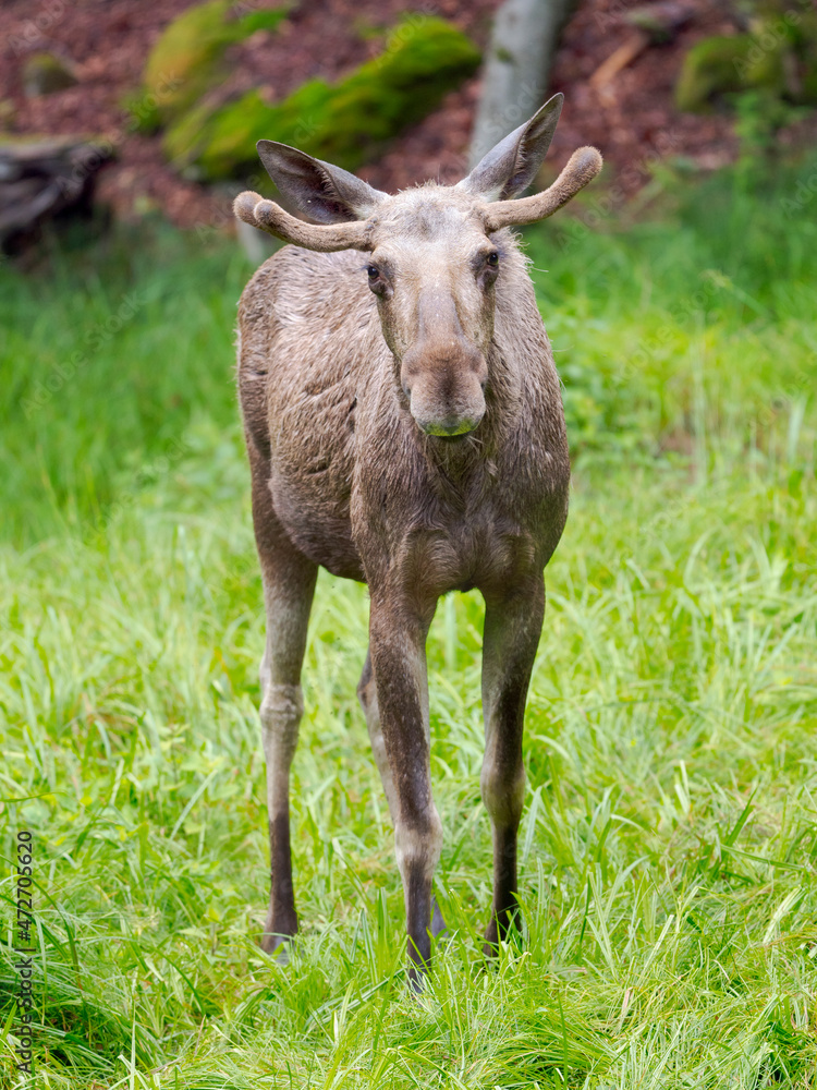 Elk also called Moose in North America (Alces alces). National Park Bavarian Forest (Bayerischer Wald), Enclosure. Europe, Germany, Bavaria Elk also called Moose in North America (Alces alces). National Park Bavarian Forest (Bayerischer Wald), Enclosure. Europe, Germany, Bavaria