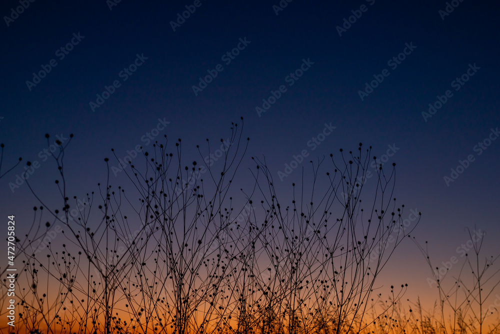 sunset in the field, grass silhouette in the city park with a orange anf blue gradient background sunset in the field, grass silhouette in the city park with a orange anf blue gradient background
