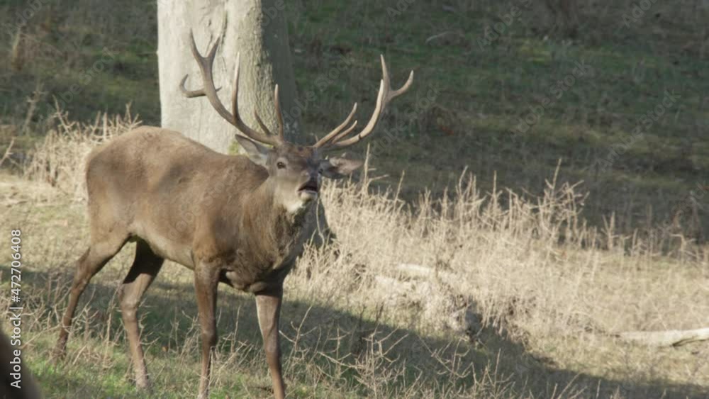 red deer rutting season in germany red deer rutting season in germany
