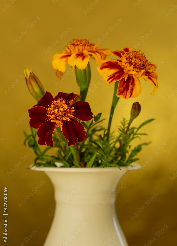 Selective focus marigold flowers in a white vase against a golden background. Tagetes tenuifolia; signet, golden or lemon marigold, is a species of wild marigold in the daisy family.