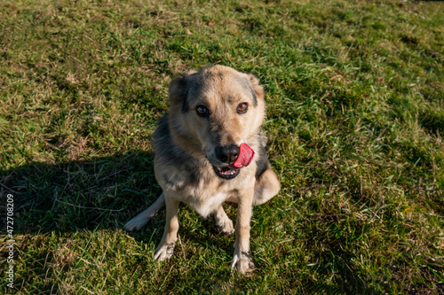 Beautiful dog close-up. sunny day