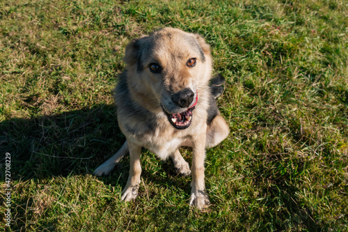 Beautiful dog close-up. sunny day