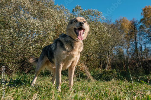 Beautiful dog close-up. sunny day