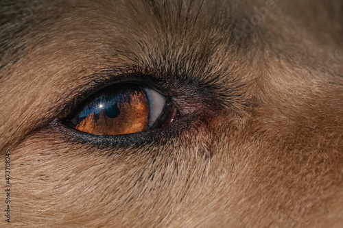 Beautiful dog's eye close up