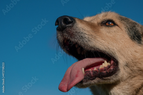 Beautiful dog close-up. sunny day