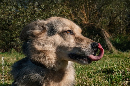 Beautiful dog close-up. sunny day