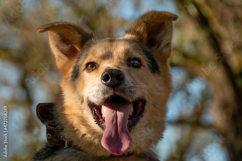 Beautiful dog close-up. sunny day