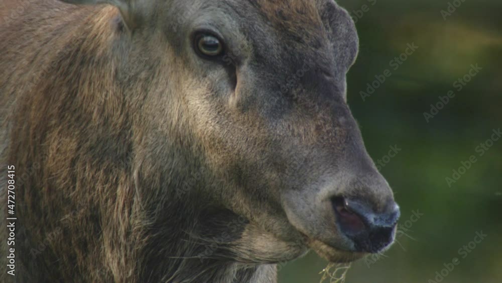 red deer rutting season in germany red deer rutting season in germany