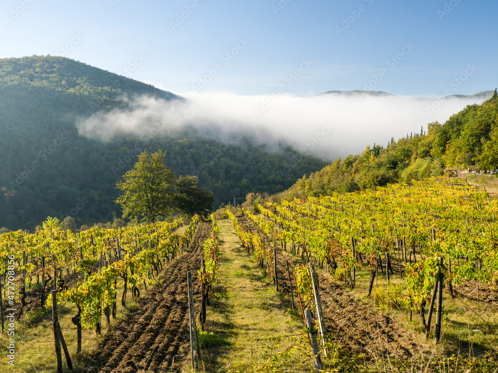 Italy, Tuscany. Vineyard with fog in the valley beyond.
